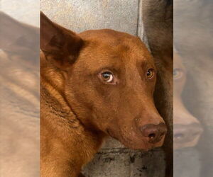 German Shepherd Dog Dogs for adoption in San Bernardino, CA, USA