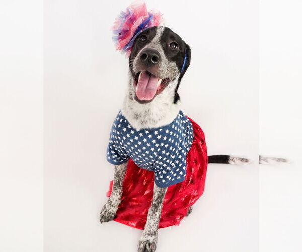 Medium Photo #11 American Staffordshire Terrier-Border Collie Mix Puppy For Sale in phoenix, AZ, USA