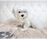 Small Photo #26 Maltese Puppy For Sale in HAYWARD, CA, USA