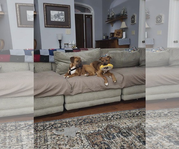 Medium Photo #4 Boxer-Unknown Mix Puppy For Sale in Sheboygan, WI, USA