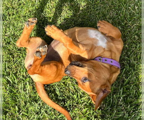 Medium Photo #4 Doxle Puppy For Sale in Ventura, CA, USA