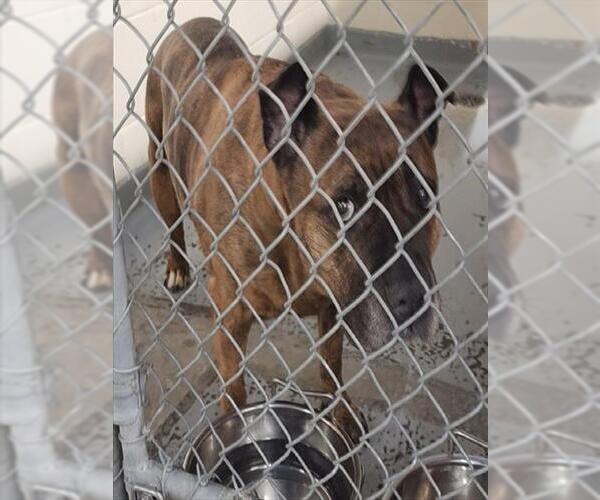 Medium Photo #1 Mutt Puppy For Sale in Anchorage, AK, USA