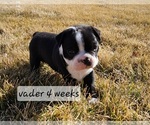 Puppy Vader Boston Terrier