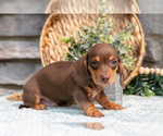 Small Photo #16 Dachshund Puppy For Sale in NAPPANEE, IN, USA
