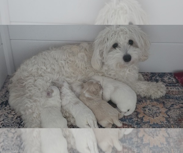 Medium Photo #1 Maltipoo Puppy For Sale in BREMERTON, WA, USA