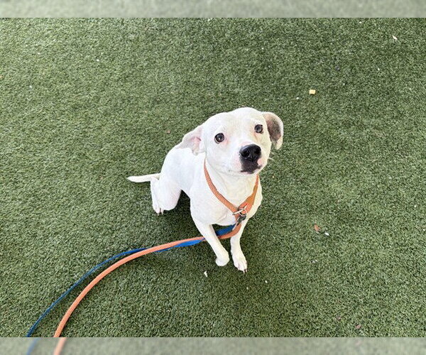 Medium Photo #1 American Staffordshire Terrier-Unknown Mix Puppy For Sale in Tavares, FL, USA