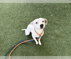 American Staffordshire Terrier-Unknown Mix Dogs for adoption in Tavares, FL, USA