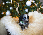 Small Photo #2 Aussiedoodle Puppy For Sale in WISNER, NE, USA