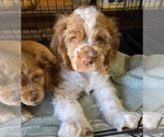 Small #3 English Cocker Spaniel