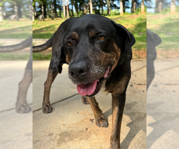 Medium Photo #4 Bluetick Coonhound-Labrador Retriever Mix Puppy For Sale in Decatur, GA, USA