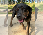 Small #3 Bluetick Coonhound-Labrador Retriever Mix