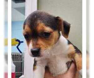 Chihuahua-Unknown Mix Dogs for adoption in Royal Palm Beach, FL, USA