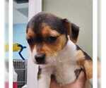 Small Chihuahua Mix