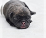 Small #2 Pug