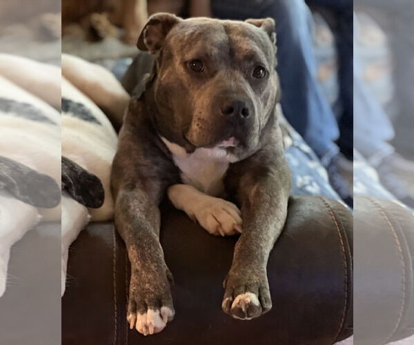 Medium Photo #1 American Pit Bull Terrier Puppy For Sale in Lakemont, GA, USA