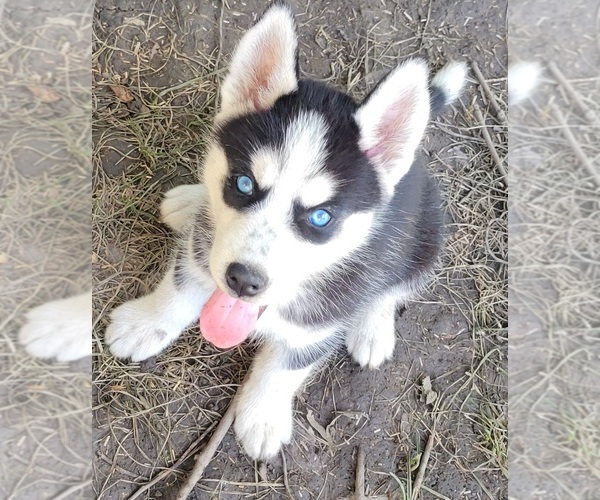 Medium Photo #1 Siberian Husky Puppy For Sale in OHIO CITY, OH, USA