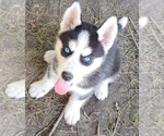 Small Siberian Husky