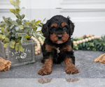 Puppy Fallon Cavapoo