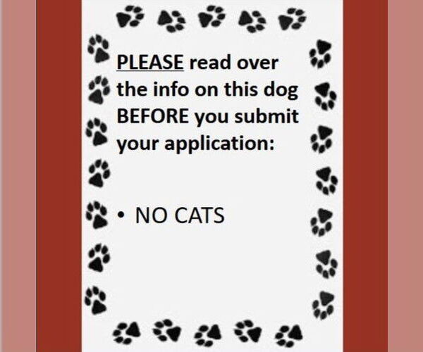 Medium Photo #3 German Shepherd Dog-Unknown Mix Puppy For Sale in Fargo, ND, USA