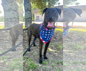 Patsy Cline - Female Labrador Retriever-Unknown Mix Dog for Adoption - Photo #8