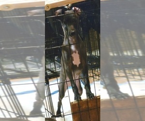 Italian Greyhound Puppy for sale in GRAHAM, WA, USA