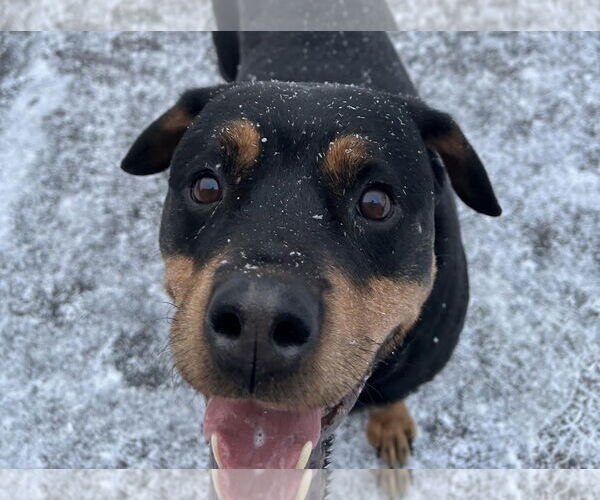 Medium Photo #4 Rottweiler-Unknown Mix Puppy For Sale in Princeton, MN, USA