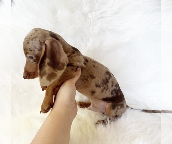 Medium Photo #5 Dachshund Puppy For Sale in DAVIS, CA, USA