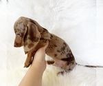 Small #4 Dachshund