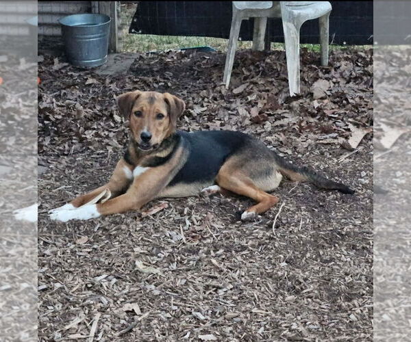 Medium Photo #4 German Shepherd Dog-Unknown Mix Puppy For Sale in Rustburg, VA, USA