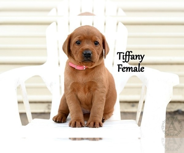 Medium Photo #52 Labrador Retriever Puppy For Sale in DAYTON, VA, USA