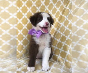Australian Shepherd Puppy for sale in LAKELAND, FL, USA