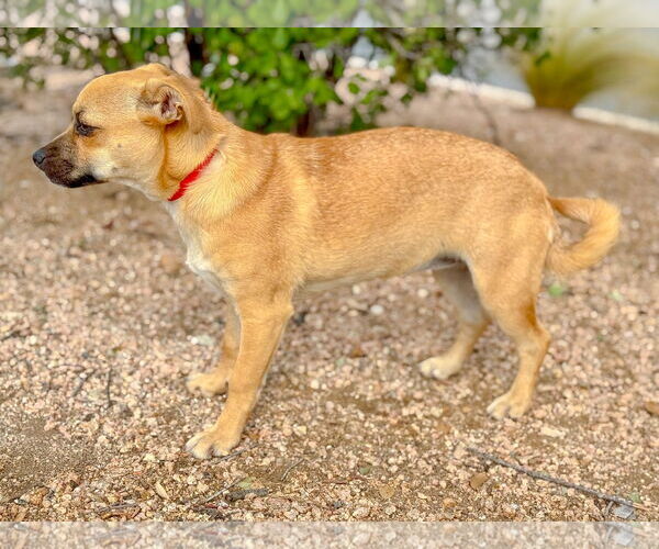 Medium Photo #6 Pug-Unknown Mix Puppy For Sale in PIPE CREEK, TX, USA