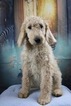 Small Photo #1 Labradoodle Puppy For Sale in CHICO, CA, USA