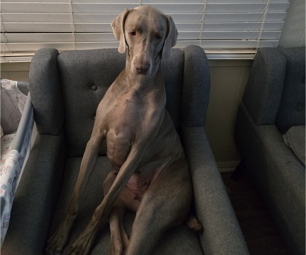 Medium Photo #1 Weimaraner Puppy For Sale in INDIANAPOLIS, IN, USA