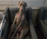 Small Photo #1 Weimaraner Puppy For Sale in INDIANAPOLIS, IN, USA