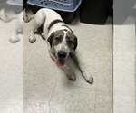Small Pointer Mix