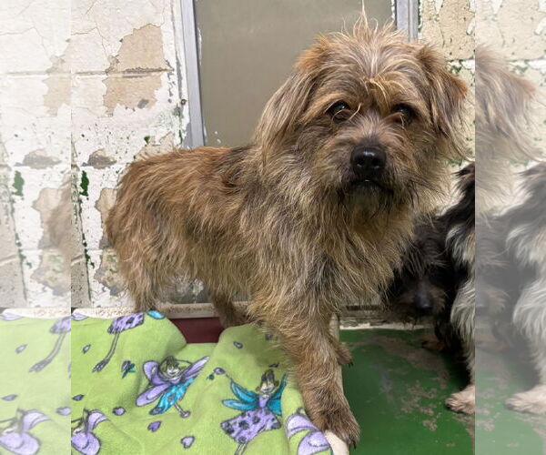 Medium Photo #2 Cairn Terrier-Unknown Mix Puppy For Sale in Rustburg, VA, USA