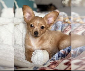Chiweenie Dogs for adoption in Walnutport, PA, USA