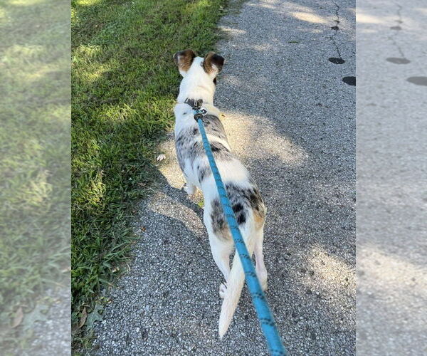Medium Photo #3 Mutt Puppy For Sale in Foristell, MO, USA