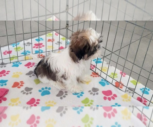 Medium Photo #7 Shih Tzu Puppy For Sale in ORO VALLEY, AZ, USA