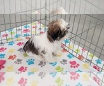 Small #6 Shih Tzu
