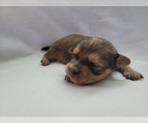 Medium Chiranian-Chiweenie Mix