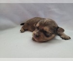 Puppy Zapata Chiranian-Chiweenie Mix