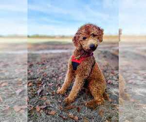 Father of the Poodle (Standard) puppies born on 04/05/2025