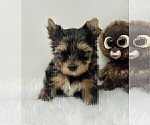 Small #12 Yorkshire Terrier