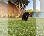 Small #2 Shih-Poo