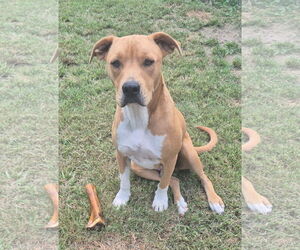 Jack - Male Mutt Dog for Adoption - Photo #3