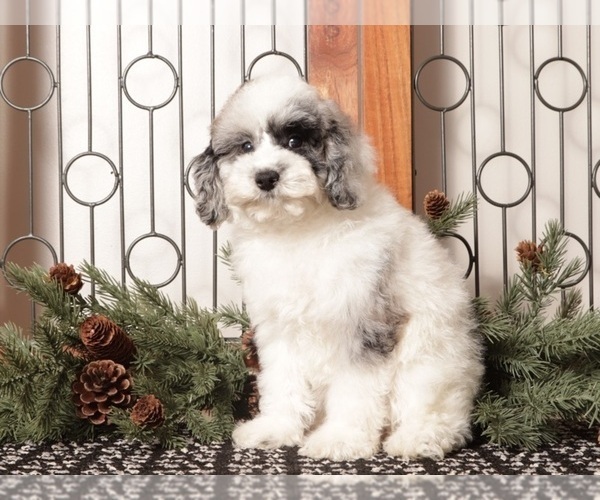 Medium Photo #4 Poodle (Toy) Puppy For Sale in NAPLES, FL, USA