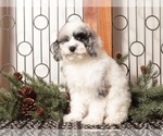Small #3 Poodle (Toy)