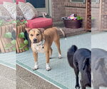 Small Photo #4 American Pit Bull Terrier-Unknown Mix Puppy For Sale in Germantown, OH, USA